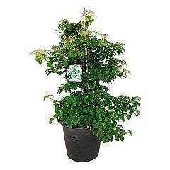 Hydrangea anomala petiolaris