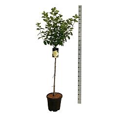 Hydrangea pan. 'Limelight'