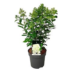 Hydrangea pan. 'Skyfall' (R)