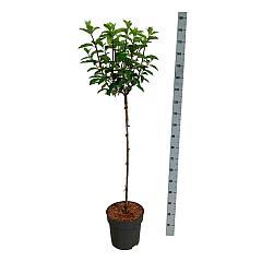 Hydrangea pan. 'Vanille-Fraise'