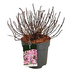 Hydrangea s. 'Magic Pillow' (R)