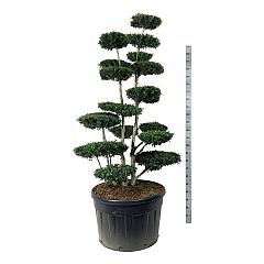 Ilex crenata 'Green Hedge'