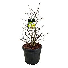 Magnolia loebneri 'Wildcat'