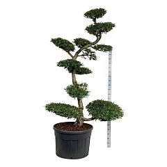 Nothofagus antarctica