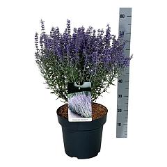 Perovskia atripl. 'Prime Time'