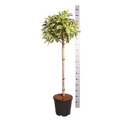 Photinia serr. 'Pink Crispy'®