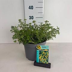 Potentilla f. 'Tangerine'