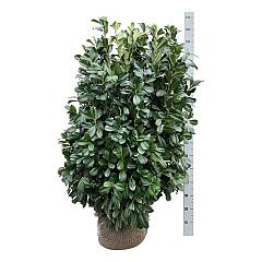 Prunus l. 'Bonaparte'