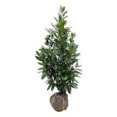 Prunus l. 'Caucasica'