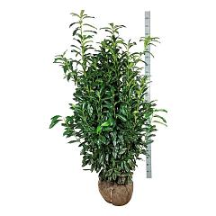 Prunus l. 'Genolia'(R)