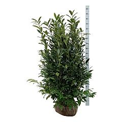 Prunus l. 'Herbergii'