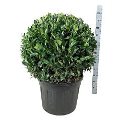 Prunus l. 'Herbergii'