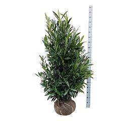 Prunus l. Renault Ace