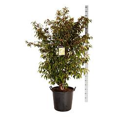 Stewartia pseudocamellia