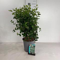 Symphoricarpos d. 'White Hedge'