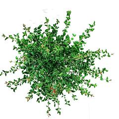 Syringa meyeri 'Palibin'