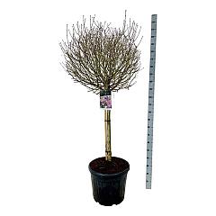 Syringa meyeri 'Palibin'