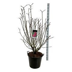 Syringa v. 'And. an Ludwig Späth'