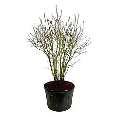 Syringa v. 'Michel Buchner'