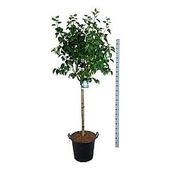 Syringa v. 'Mme Lemoine'