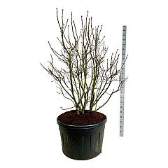 Syringa v. 'Mme Lemoine'