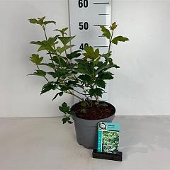 Viburnum opulus 'Roseum'