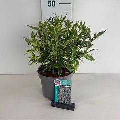 Weigela 'Nana Variegata'