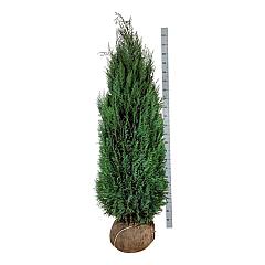 Chamaecyparis l. 'Columnaris'