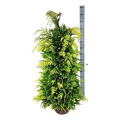 Chamaecyparis l. 'Ivonne'