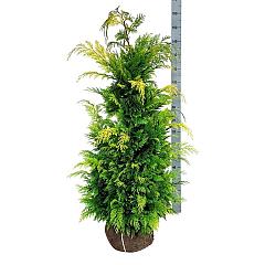 Chamaecyparis l. 'Ivonne'