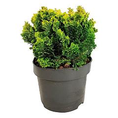 Chamaecyparis o. 'Meroki Twin'