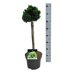 Chamaecyparis o. 'Nana Aurea'