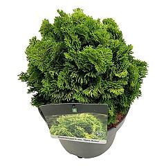 Chamaecyparis o. 'Nana Aurea'