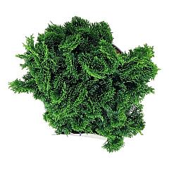 Chamaecyparis o. 'Nana Gracilis'