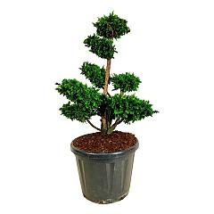 Chamaecyparis o. 'Teddy Bear'