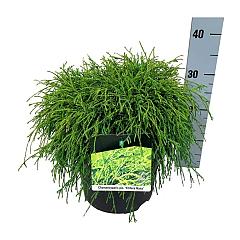 Chamaecyparis p. 'Filifera Nana'