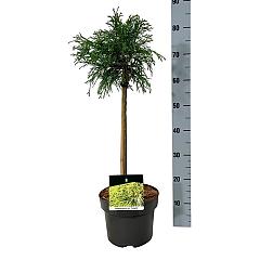 Chamaecyparis p. 'Sungold'