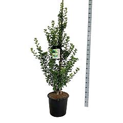 Ginkgo biloba 'Menhir'