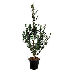 Ginkgo biloba 'Menhir'