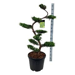 Juniperus pf. 'Pfitzeriana Aurea'