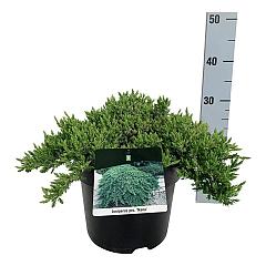 Juniperus procumbens 'Nana'