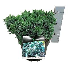 Juniperus squamata 'Blue Star'