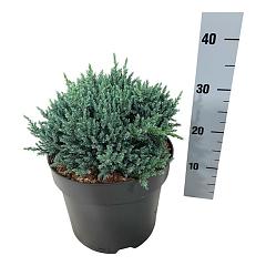 Juniperus squamata 'Tropical Blue'