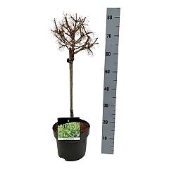 Larix decidua 'Globus'