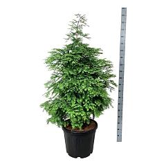 Metasequoia gl. 'Hamlet's Broom'