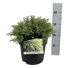 Microbiota decussata 'Fussball'