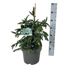 Picea abies 'Acrocona'