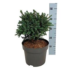 Picea glauca 'Echiniformis'