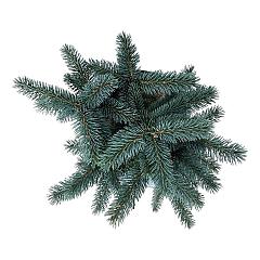 Picea pungens 'Karpaten'