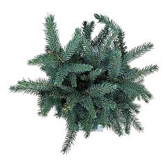 Picea pungens 'Karpaten'